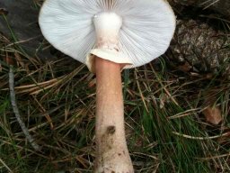 porphyrbrauner-wulstling2